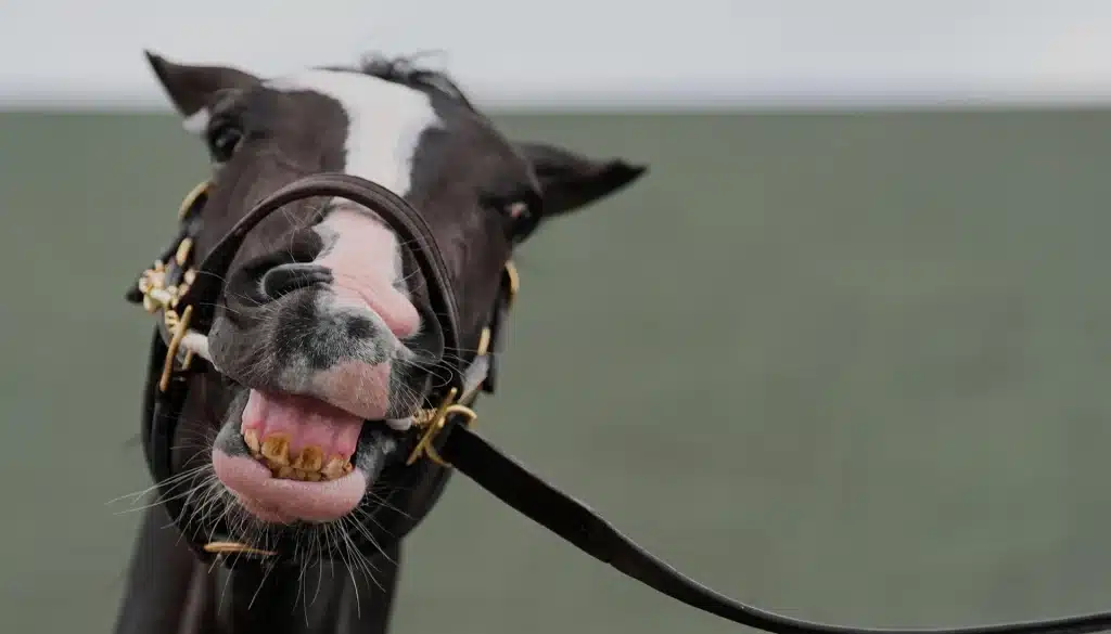 Kentucky Derby 2025 Wettquoten Favoriten Prognose