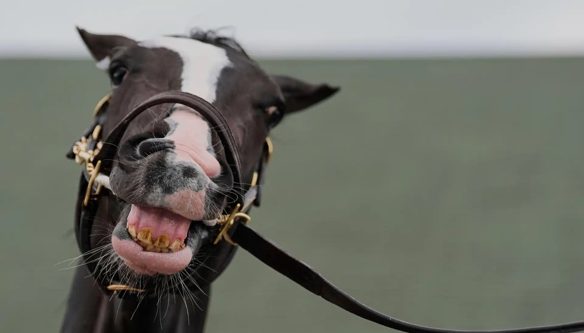 Kentucky Derby 2025 Wettquoten Favoriten Prognose